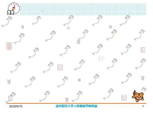 《系统解剖学》教学课件：014-端脑