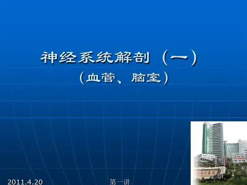 神经系统解剖(