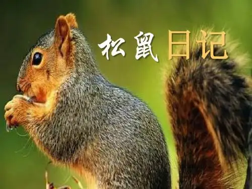 《松鼠日记》PPT课件