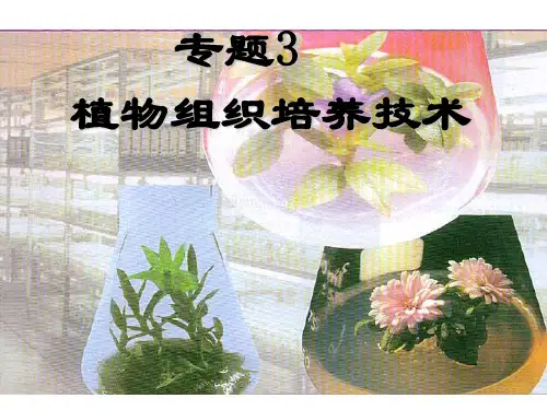 生物:3.1《菊花的组织培养》课件(1)(新人教版选修1)