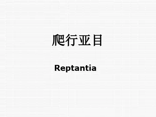 爬行亚目