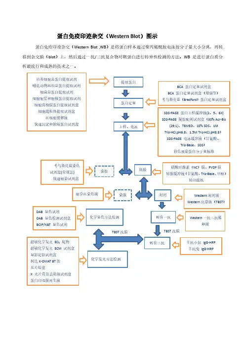 蛋白免疫印迹杂交(Western Blot)图示