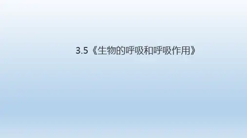 八年级下《生物的呼吸和呼吸作用》PPT课件下载浙教版