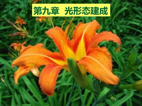 竞赛课件植物生理系列之第八章植物的生长生理1地址PPT