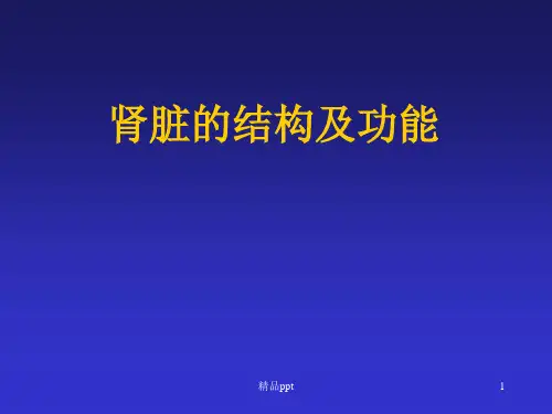 肾脏的结构及功能PPT课件