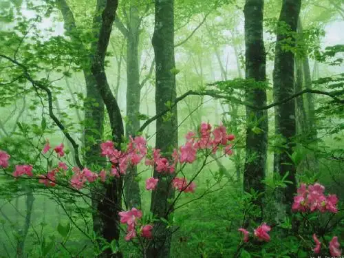 人教版一年级上册《小熊住山洞》课件