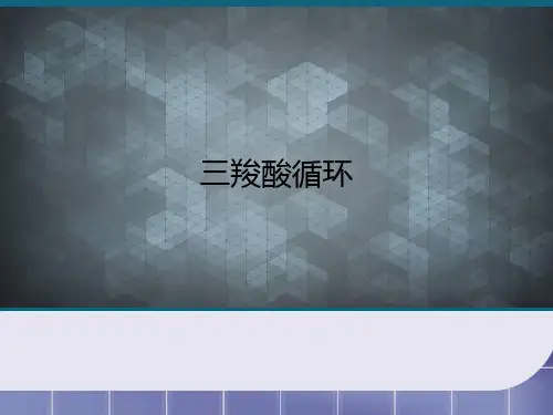 优选三羧酸循环Ppt