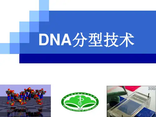 DNA分型技术