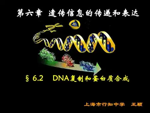 沪科版生物高中第二册6.2《DNA复制和蛋白质合成》(共39张PPT)