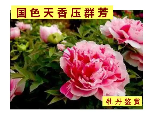 牡丹