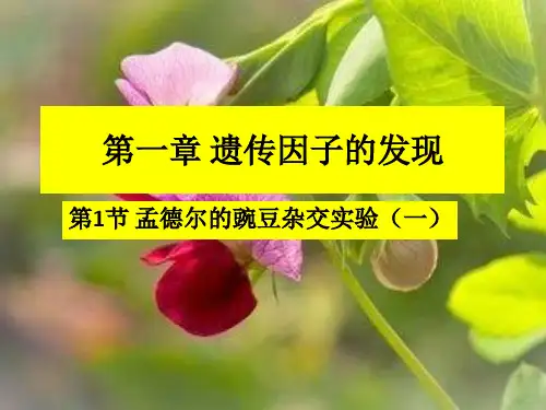 光合作用  第二课时