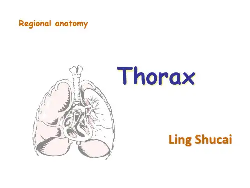 《局部解剖学》英文课件：Thorax