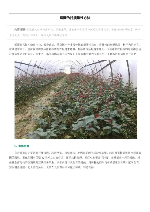 紫薇的扦插繁殖方法
