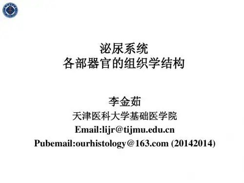 组胚 泌尿系统整合课程2014-5li