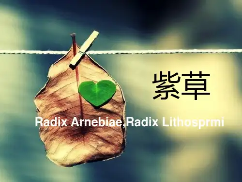 对紫草的介绍