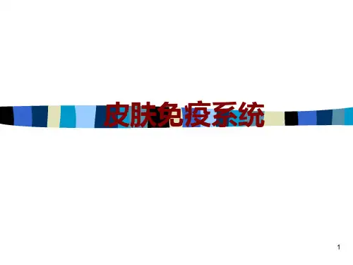 皮肤免疫系统PPT课件