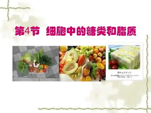 1-2-4细胞中的糖类和脂质