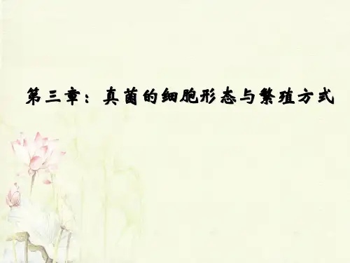 第三章真菌的细胞形态及繁殖方式-201508