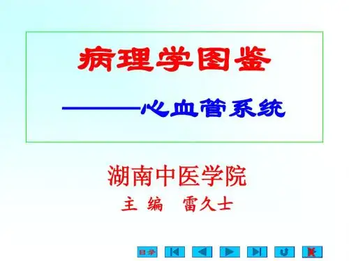 05.心血管系统