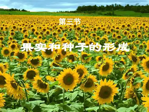 果实和种子的形成ppt课件(自制)