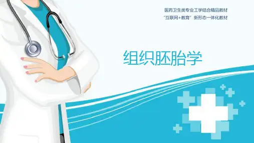 03 上皮组织