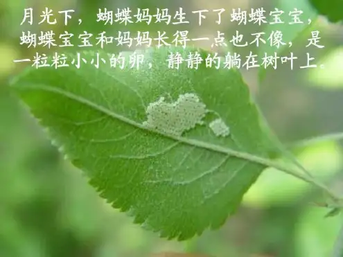 毛毛虫变蝴蝶过程