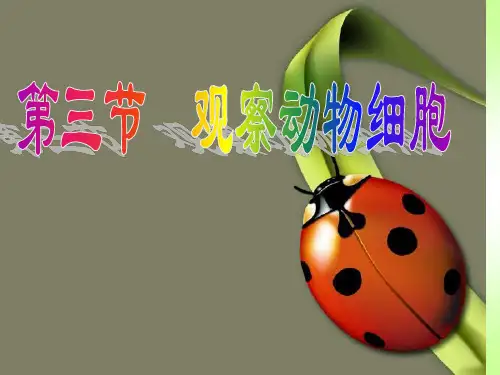 8.观察动物细胞课件
