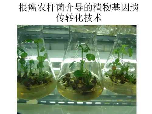 根癌农杆菌介导的植物基因遗传转化技术