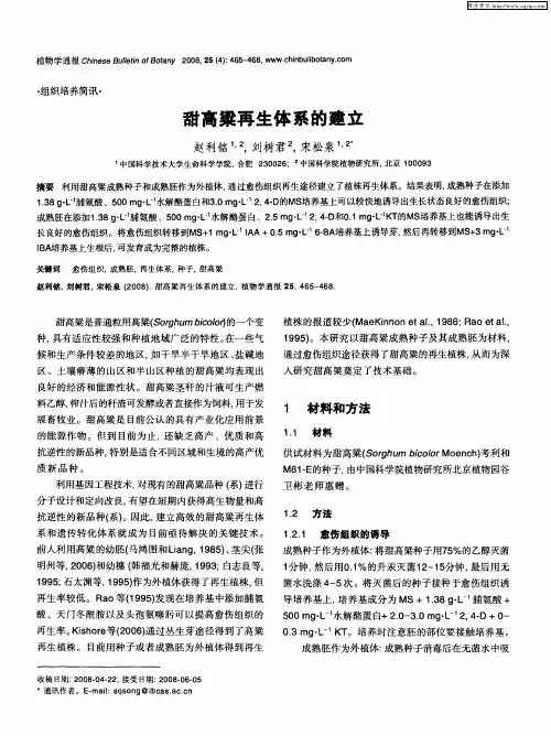 甜高粱再生体系的建立