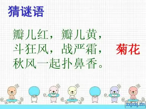 看菊花