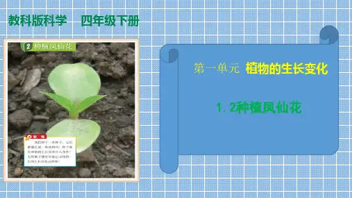教科版(2017秋)四年级科学下册1.2种植凤仙花(课件31张+素材) 