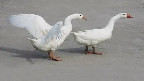 音乐 老爷爷赶鹅