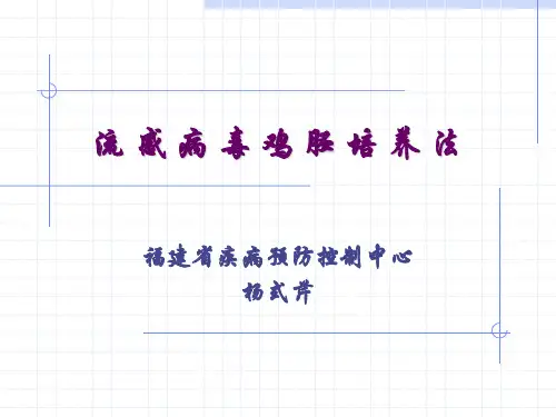 鸡胚