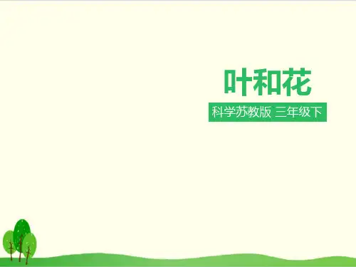 苏教版科学《叶和花》教学课件1