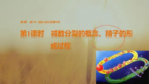 2018年高中生物必修二课件：第2章 第1节 第1课时 减数分裂的概念、精子的形成过程