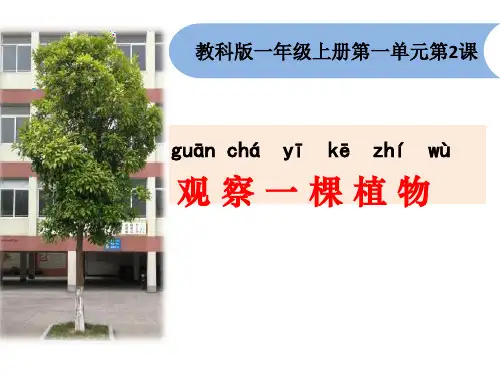 一年级科学观察一棵植物 ppt课件