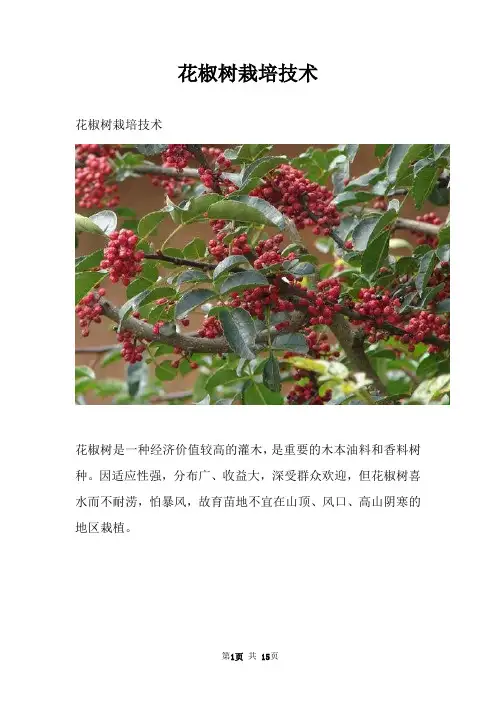 花椒树栽培技术 2