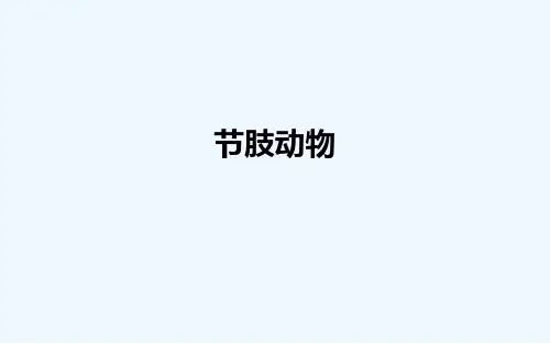 节肢动物整理版