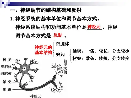 神经调节(高三一轮复习课件)