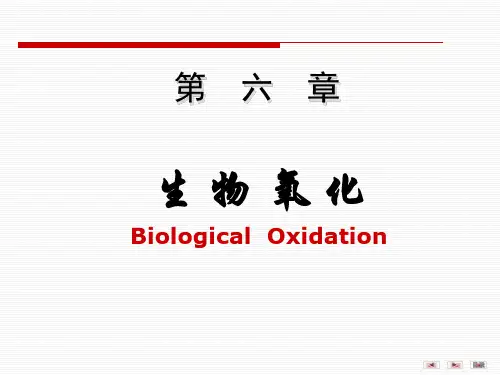 第6章生物氧化ppt课件