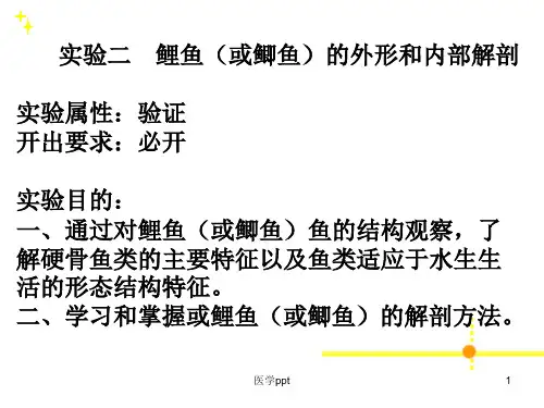 鲤鱼或鲫鱼的外形和内部解剖