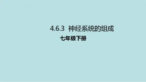 5142.七年级生物下册4.6.2神经系统的组成课件(新人教版)