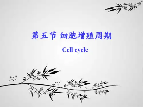 细胞增殖周期