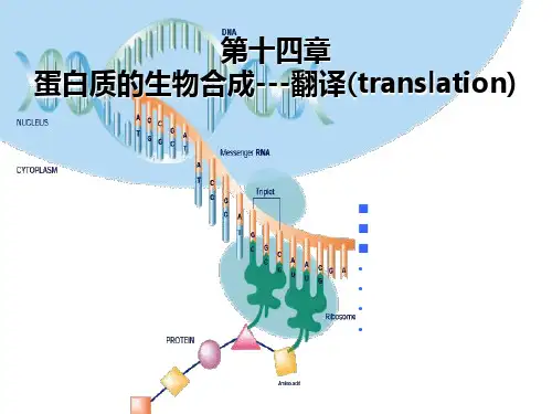蛋白质的生物合成-翻译
