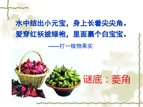 北人不识菱 乔正南