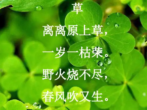 四年级上册美术第五课 草丛中 课件