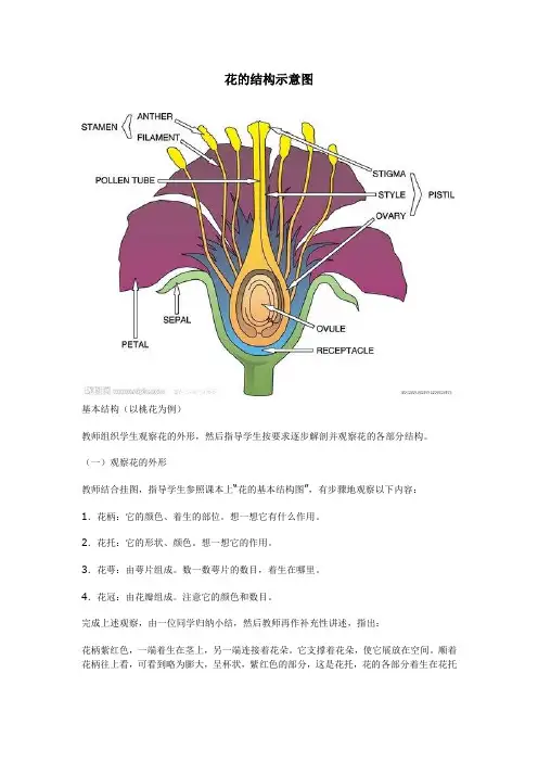 花的结构示意图