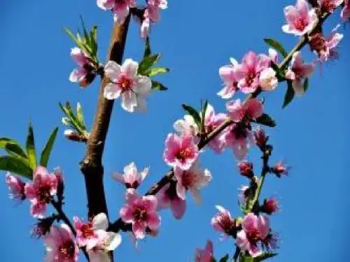 生物人教版七年级上册开花和结果——花的结构、传粉和受精
