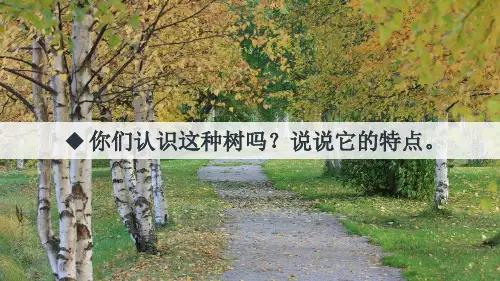 部编人教版四年级下册语文《11 白桦 》PPT课件