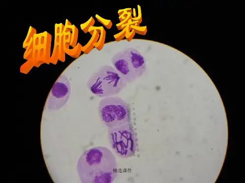 细胞有丝分裂课件